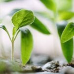 1 John 2:7–14: Growth