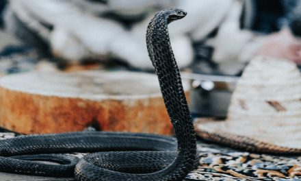 Genesis 4:1–16: The Offspring of the Serpent