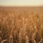 John 4:27–42: The Labor of Jesus
