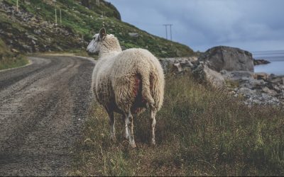 Church Discipline and the Perseverance of the Saints