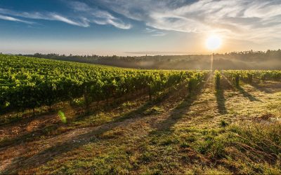 Cultivating and Keeping: Human Productivity in Creation