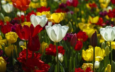 Forming and Filling: God’s Productivity in Creation