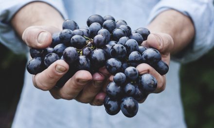 Fruitfulness: A Biblical Theology of Productivity