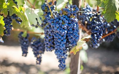 Love: The Fruit that Jesus Demands