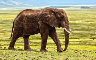 Why I Use Evernote — and Why You Should Too