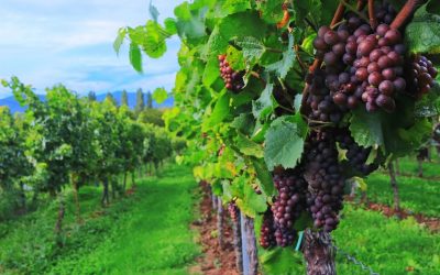 The Productive Pastor