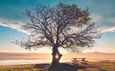 Discipleship Means Learning to Love God’s Wisdom