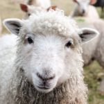 John 10:1–21: The Shepherding of Jesus
