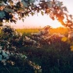 Genesis 8:1–19: New Creation