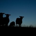 Luke 2:8–20: The Annunciation of the Shepherds