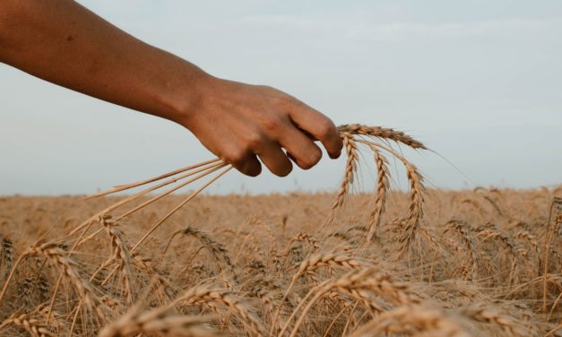 Matthew 9:35–38: Plentiful Harvest, Few Workers