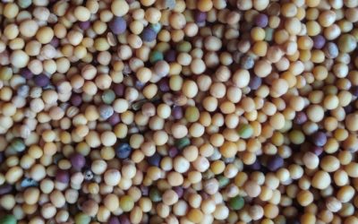 Matthew 13:31–35: The Parables of the Mustard Seed and the Leaven