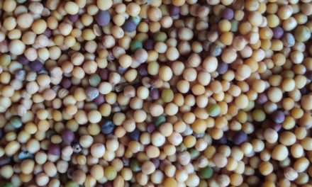 Matthew 13:31–35: The Parables of the Mustard Seed and the Leaven