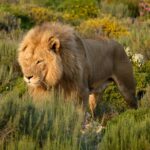 1 Peter 5:1–14: Humble Yourselves Under God’s Mighty Hand