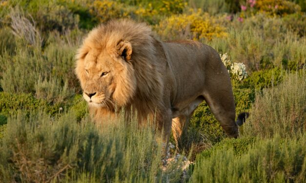 1 Peter 5:1–14: Humble Yourselves Under God’s Mighty Hand