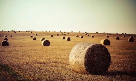 Acts 2:42–47: Bountiful Sowing and Reaping