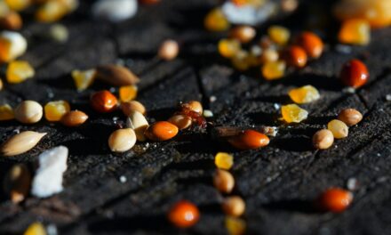 Acts 8:1–8: Persecution and Joy