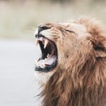 Acts 16:16–24: Our Prowling and Roaring Adversary